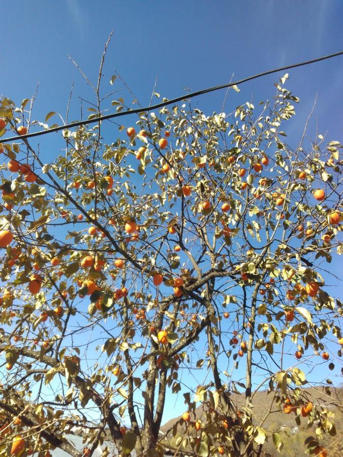 9 Plus - Orbeli Exterior foto